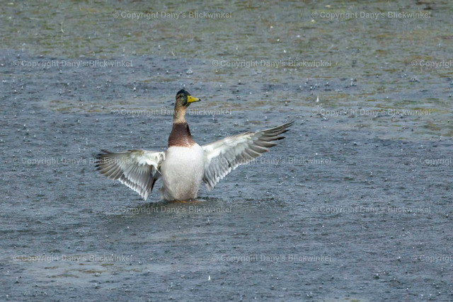2022155 | Tierfotografie, Tierkalender, Tierbilder, Insekten, Spinnen, Vögel, Schmetterling, Libellen, Leinwand, Colorkey, Qualität, Geschenkartikel, Geschenk - Realisiert mit Pictrs.com