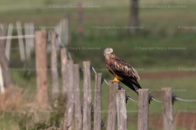 201752 | Tierfotografie, Tierkalender, Tierbilder, Insekten, Spinnen, Vögel, Schmetterling, Libellen, Leinwand, Colorkey, Qualität, Geschenkartikel, Geschenk - Realisiert mit Pictrs.com