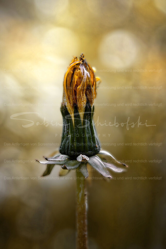 Schlichte Eleganz - Nur ein Löwenzahn | People- und Tierfotografie, Imageaufnahmen, Veranstaltungsfotografie und Wandbilder aus der Natur ★ Made in Germany ✔️ Druck + Downloads ✔️ Naturfotografie in Top Qualität ★ schneller Versand, weltweite Lieferung! - Realisiert mit Pictrs.com