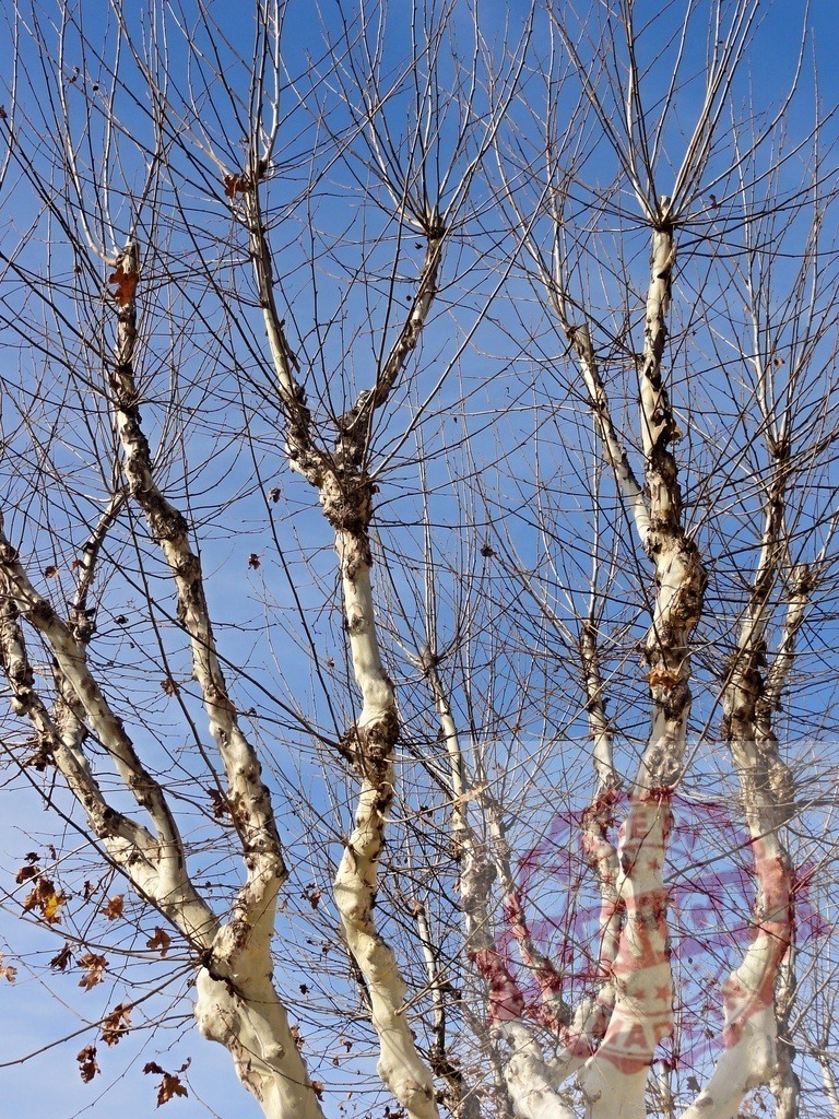 Bare winter trees against clear blue sky | Trunks and leafless branches of pruned sycamore trees reaching towards a bright blue sky - Realisiert mit Pictrs.com