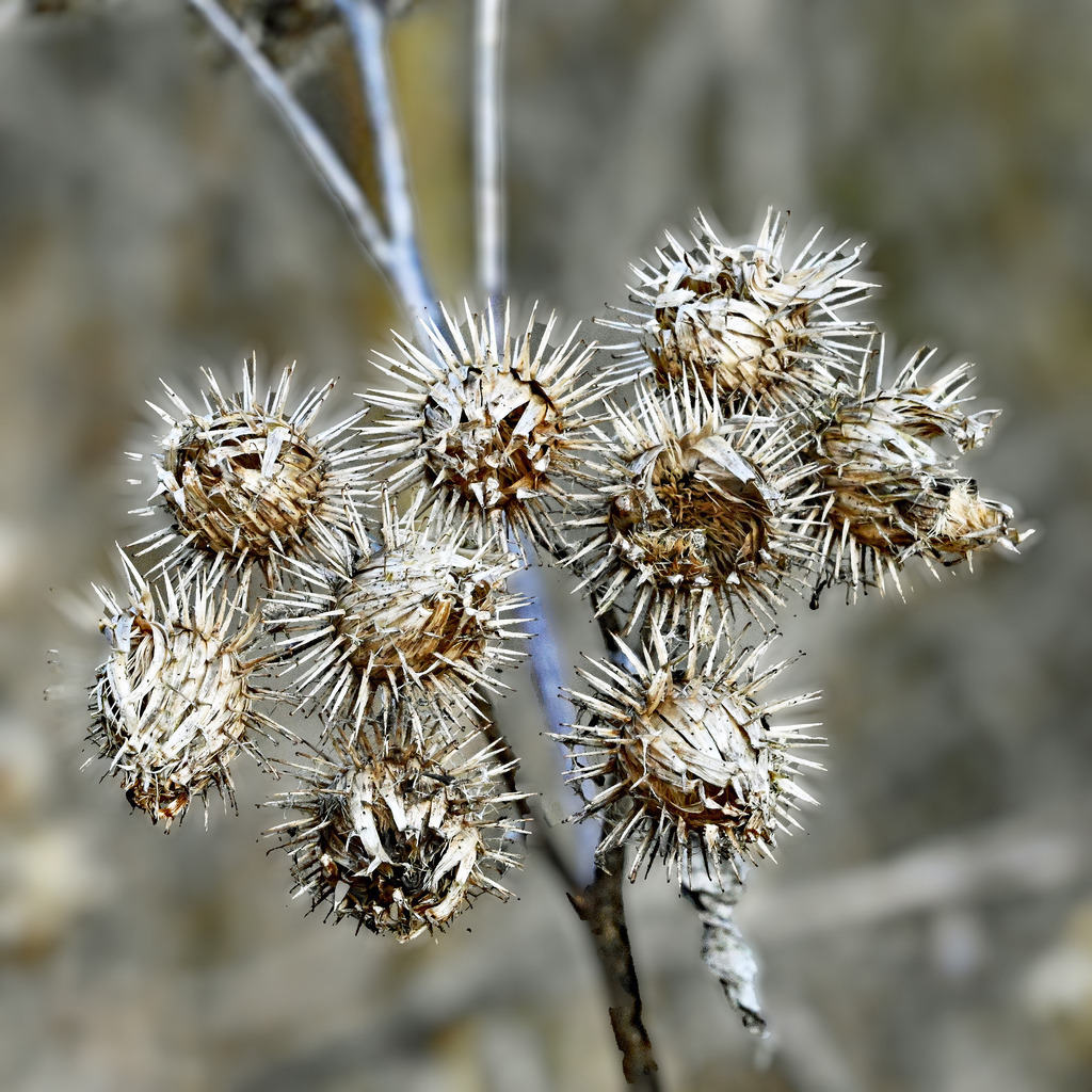 Distel im Winter | lucisnaturbilder - Realisiert mit Pictrs.com