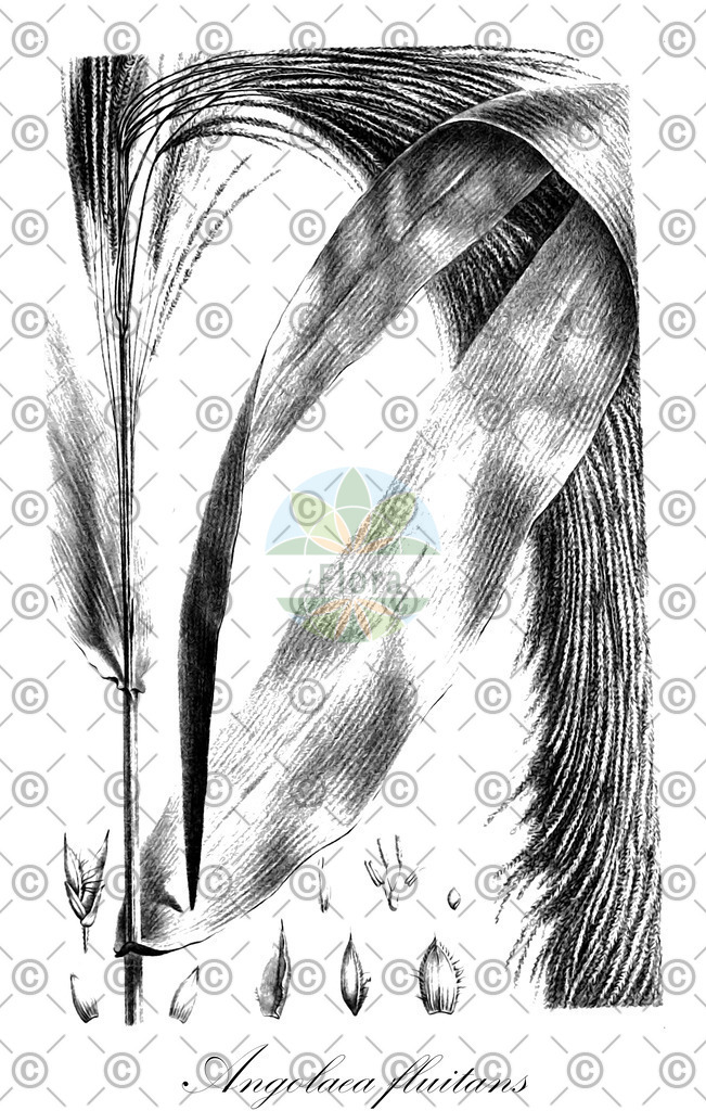 HistAbb_wfo-0000536542_506_ENZY_Simple | Historische Abbildung von Angolaea fluitans - Podostemaceae | Historical Illustration of Angolaea fluitans - Podostemaceae