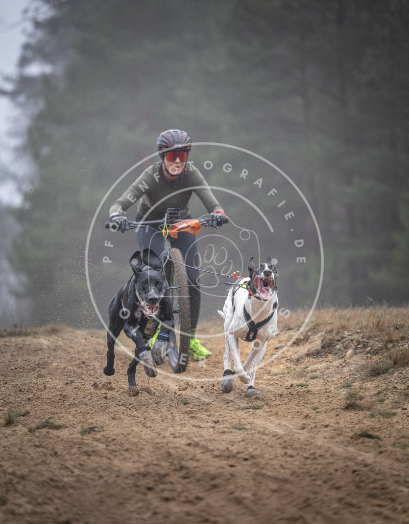 Pfotenfotografie_DV3A0768 | Hundefotografie, Tierfotograf, Pfotenfotografie, Fotoshooting Hund, Hunde Portrait, Hundesport, Hundeportraits, Heideshooting, Hunde, Sportfotograf, Hundefotograf, Turnierhundsport, THS,  - Realisiert mit Pictrs.com