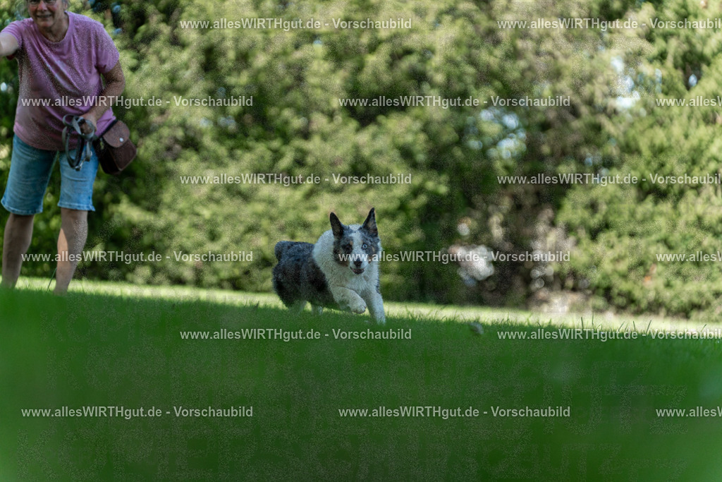 Hundeschwimmen_Volksbad_2026-allesWIRTHgut_Tierfotografie-2609061322-7R500701 | Professionelle Tierfotografie in Mönchengladbach von Daniel Wirth (allesWIRTHgut). Liebevolle & natürliche Bilder von Hunden & Katzen für unvergessliche Erinnerungen.