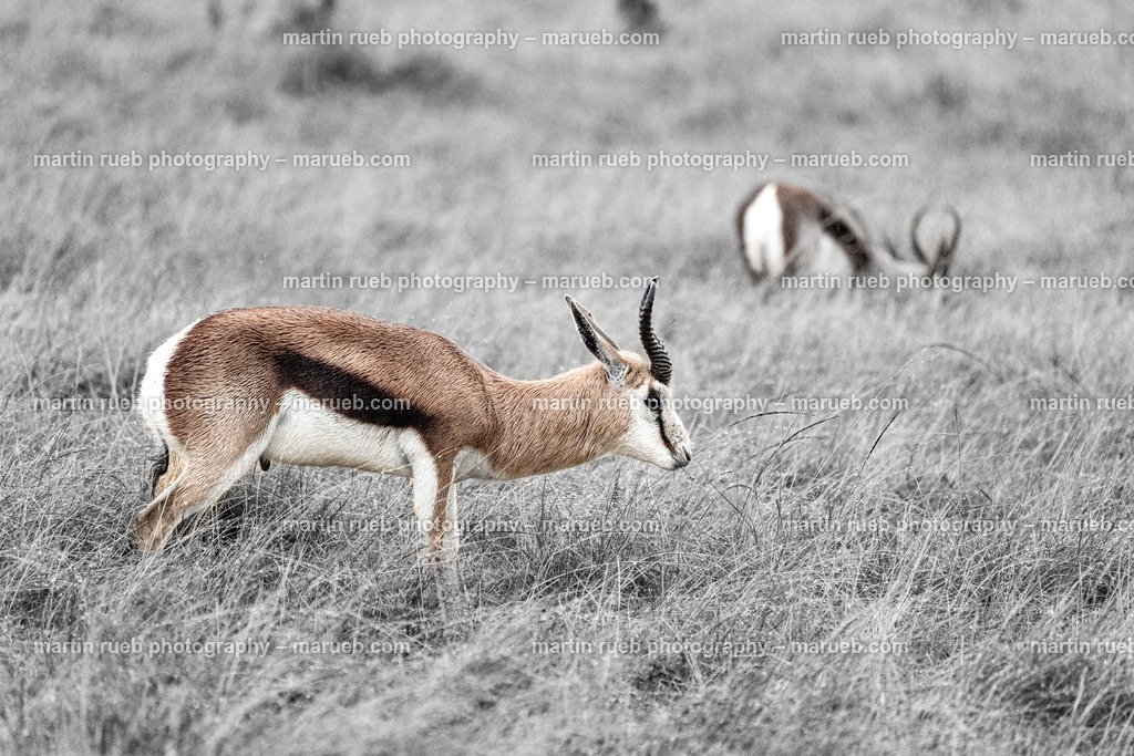 Springboks' garden | South African "springboks" on field - Realisiert mit Pictrs.com