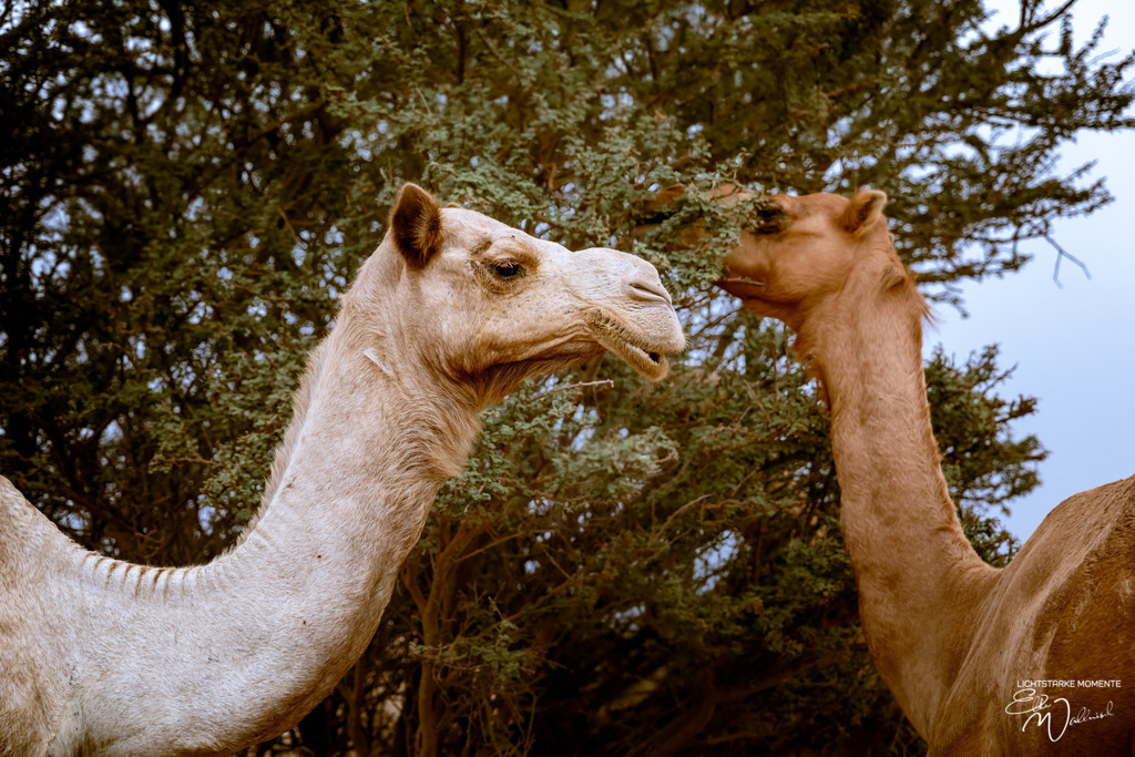 Dromedare irgendwo im Nirgendwo, zwischen Sur und Bidiyya, Oman | Herzlich willkommen auf meiner Seite! Ich bin Elke Wallnisch, Deine Fotografin für lichtstarke Momente. Der Name steht für alles, was mich mit der Fotografie verbindet: Das Licht und seine machtvolle Wirkung auf eine Situation oder unsere Stimmung - Realisiert mit Pictrs.com