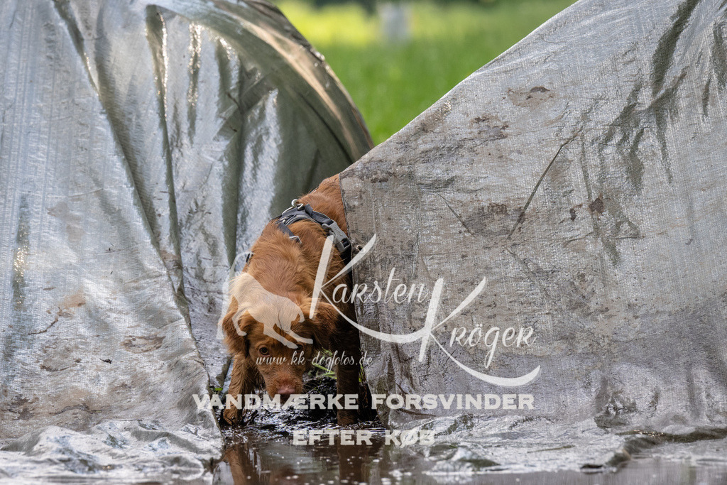 1209_ZZ91515 | kk-dogfotos