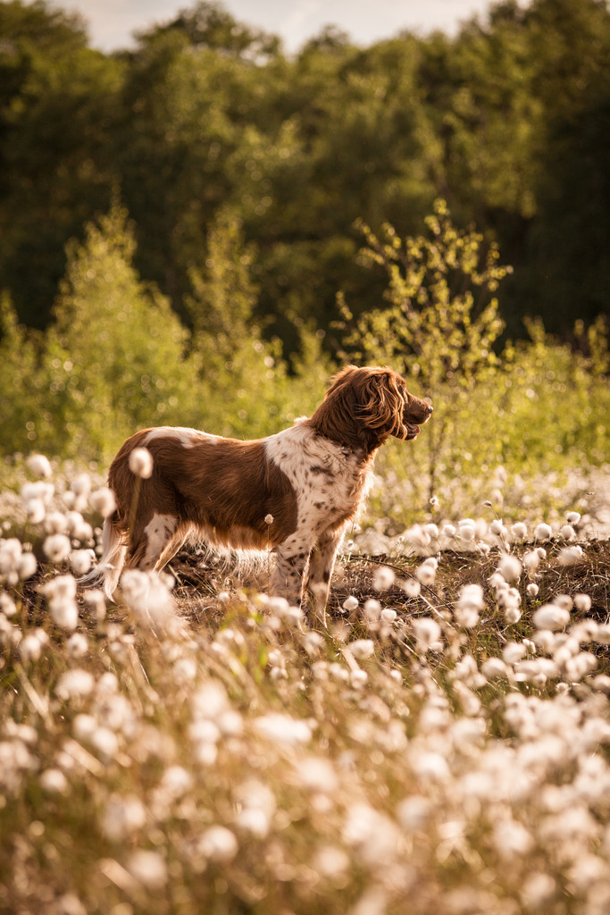 Nika im Wollgras | photography by friederike - Realisiert mit Pictrs.com