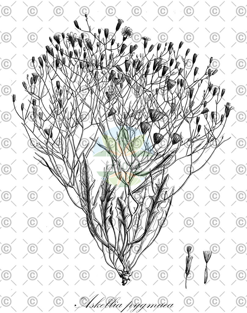 HistAbb_wfo-0000211671_1_ENZY_Simple | Historische Abbildung von Askellia pygmaea - Asteraceae | Historical Illustration of Askellia pygmaea - Asteraceae