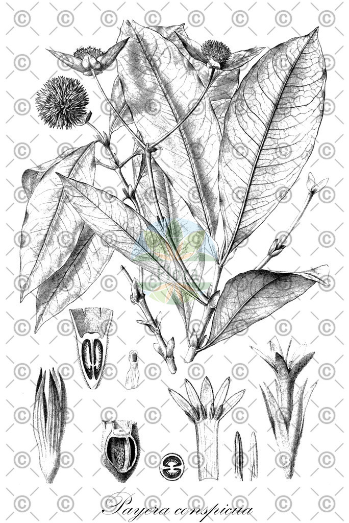 HistAbb_wfo-0001266312_1_ENZY_Simple | Historische Abbildung von Payera conspicua - Rubiaceae | Historical Illustration of Payera conspicua - Rubiaceae