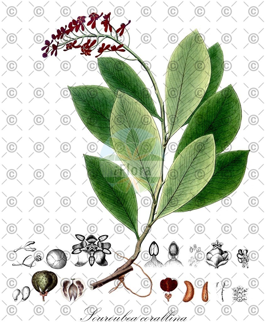HistAbb_wfo-0001078695_1_ENZY_Simple | Historische Abbildung von Souroubea corallina - Marcgraviaceae | Historical Illustration of Souroubea corallina - Marcgraviaceae