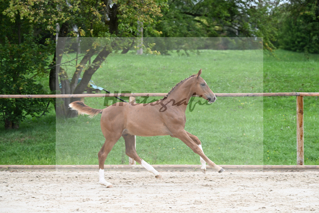 Kat-Nr. 6 HF Erdinger_Scherer_25230073 | hf-fotografie - Realisiert mit Pictrs.com