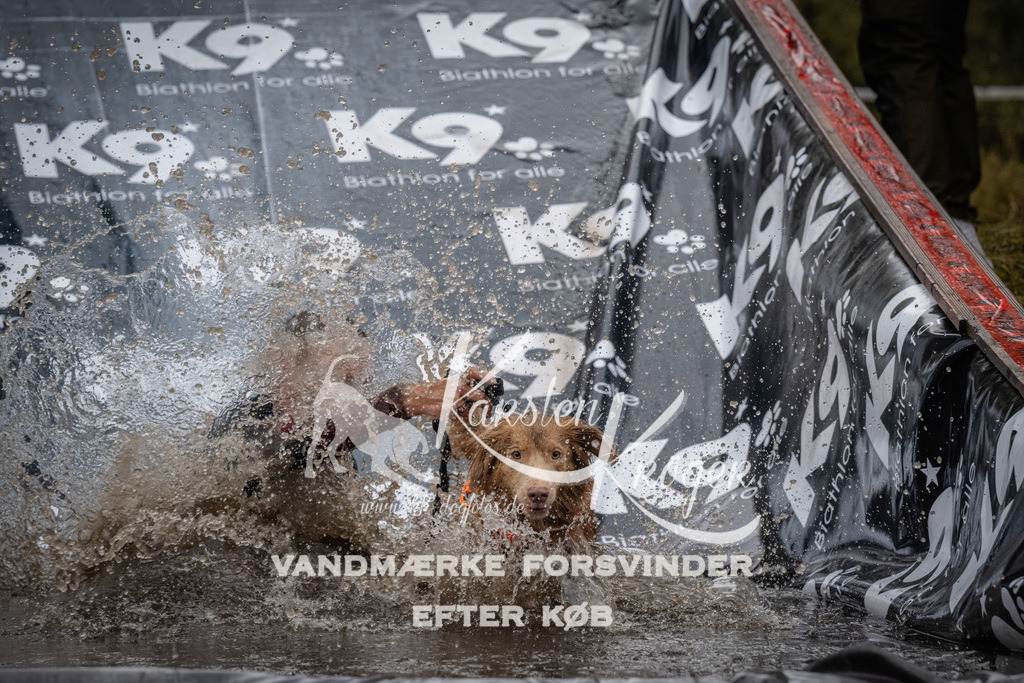 1125_ZZ92685 | kk-dogfotos
