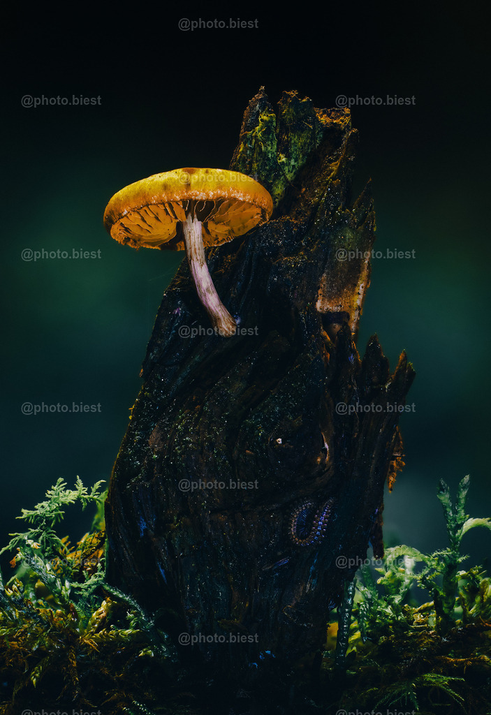 Pilzfelsen | Ein morsches Stück Holz, aus welchem ein schöner, gelber Pilz wächst. Dazu noch ein kleines Insekt als Bonus versteckt. - Realisiert mit Pictrs.com