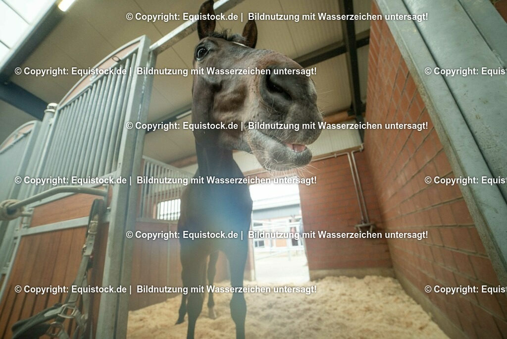 20190409_Einstreu_in_Pferdebox_0016 | Foto: Thomas Hartig