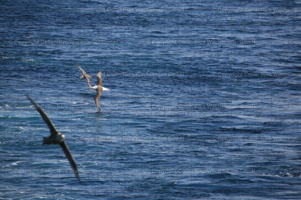 IMG_5125 | Antarktis / Antarctica - Realisiert mit Pictrs.com