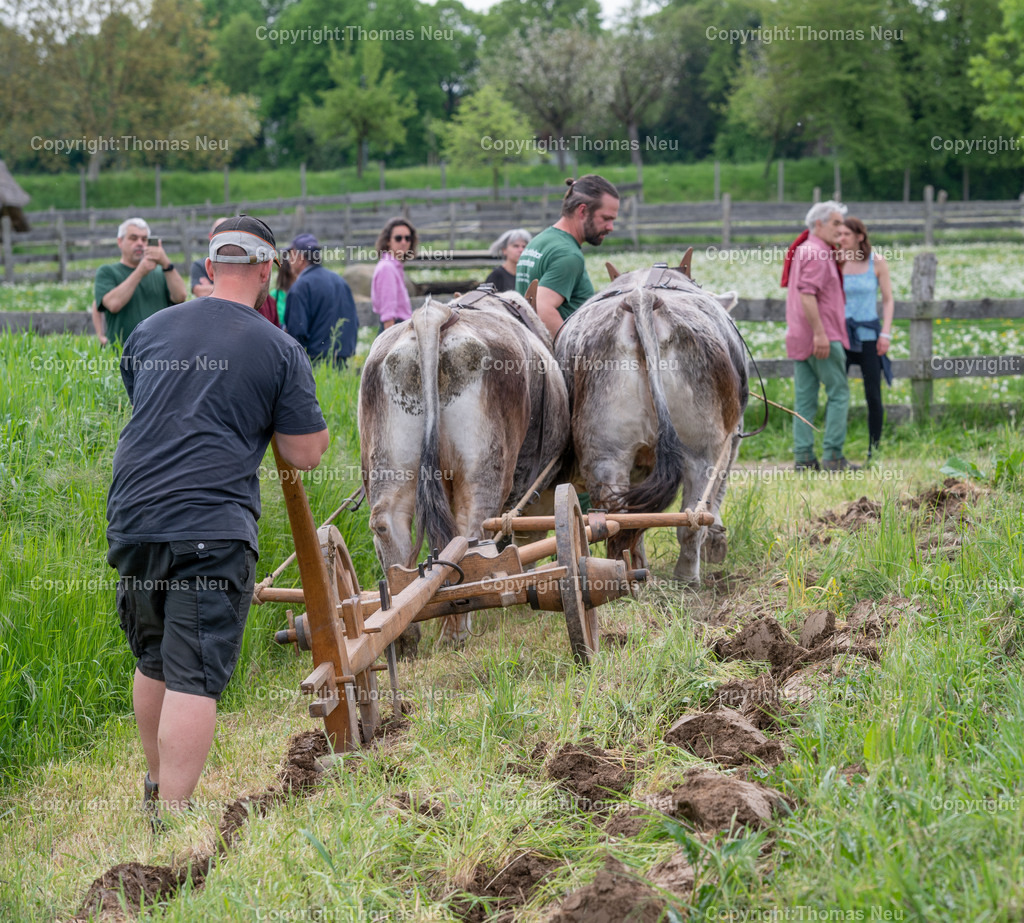 DSC_0982 | ble, 7.5.2023, Lorsch: Tag der Experimentellen Archäologie“ im Freilichtlabor Lauresham,eit dem Jahr 2021 betreibt das Freilichtlabor mit seinen Partnern im Rahmen des regionalen Vernetzungsprojekts „Wir in Lorsch“ auch einen Lehr- und Versuchsacker für Zugtiere bzw. tierische Anspannung im 21. Jahrhundertmit dem Ziel zu zeigen, warum diese Art der Landwirtschaft auch heutzutage wichtig sein kann.

,, Bild: Thomas Neu