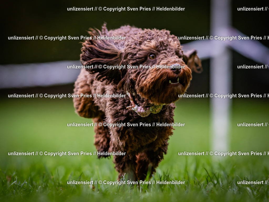 Sven Pries | 2024-10-19 - Hunderennen Ober-Grombach - Realisiert mit Pictrs.com