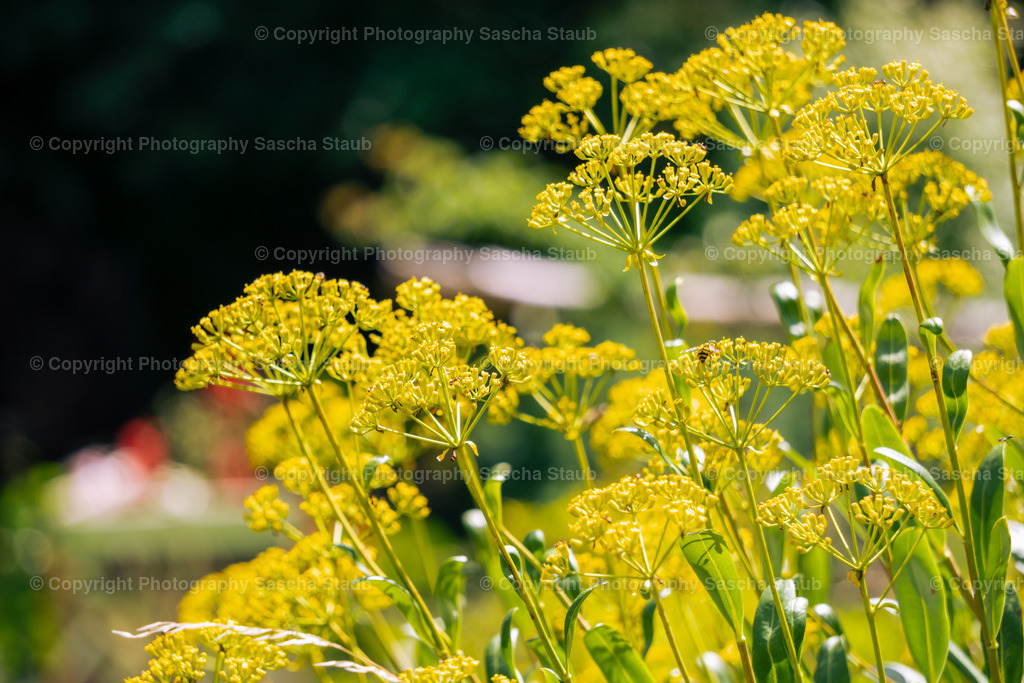 Blüten des Fenchels - Foeniculum vulgare | Willkommen im Shop von Photography Sascha Staub. Hier findest du alle Fotos und Medieninhalten von Sascha Staub. In diesem Shop kannst du Lizenzen zu den Fotos, Drucke und Gutscheine für den Shop erwerben.  - Realizado com Pictrs.com