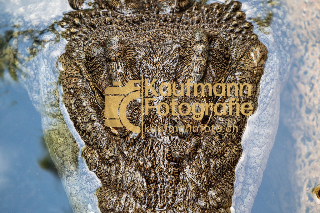 Jungle_Park_def-4806 | kaufmannfoto - Realisiert mit Pictrs.com