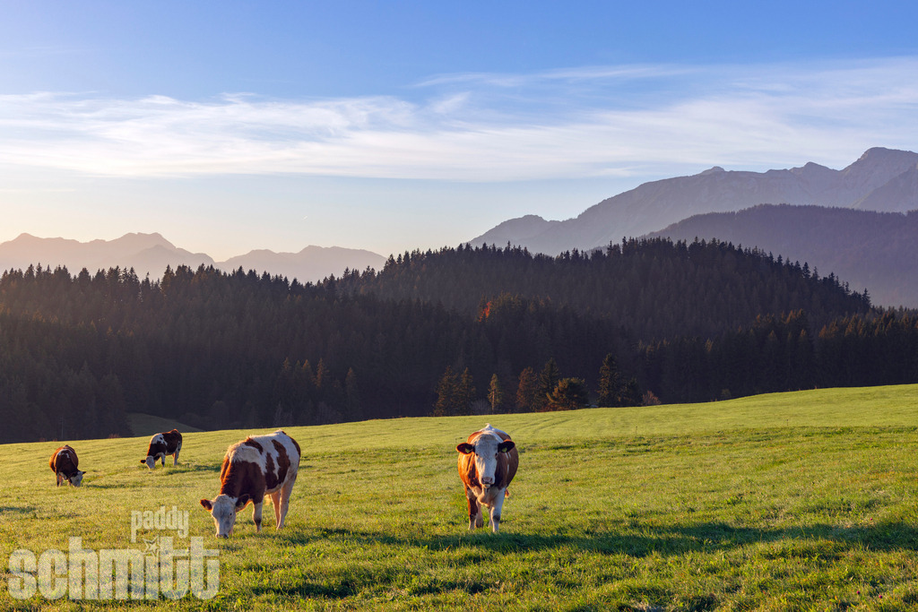 PS-Tiere-2026-73 | Entdecke die größte Bildgalerie der Region mit Fotografien aus dem Allgäu, der Bodenseeregion, Oberschwaben, dem Donautal und der Schwäbischen Alb. Landschaften, Luftaufnahmen und Reisefotografie als Wandbild und Fotokunst. - Realisiert mit Pictrs.com