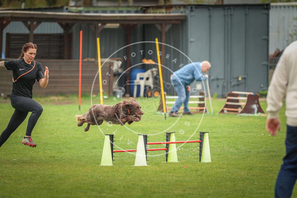Pfotenfotografie_0L8A1679 | Hundefotografie, Tierfotograf, Pfotenfotografie, Fotoshooting Hund, Hunde Portrait, Hundesport, Hundeportraits, Heideshooting, Hunde, Sportfotograf, Hundefotograf, Turnierhundsport, THS,  - Realisiert mit Pictrs.com