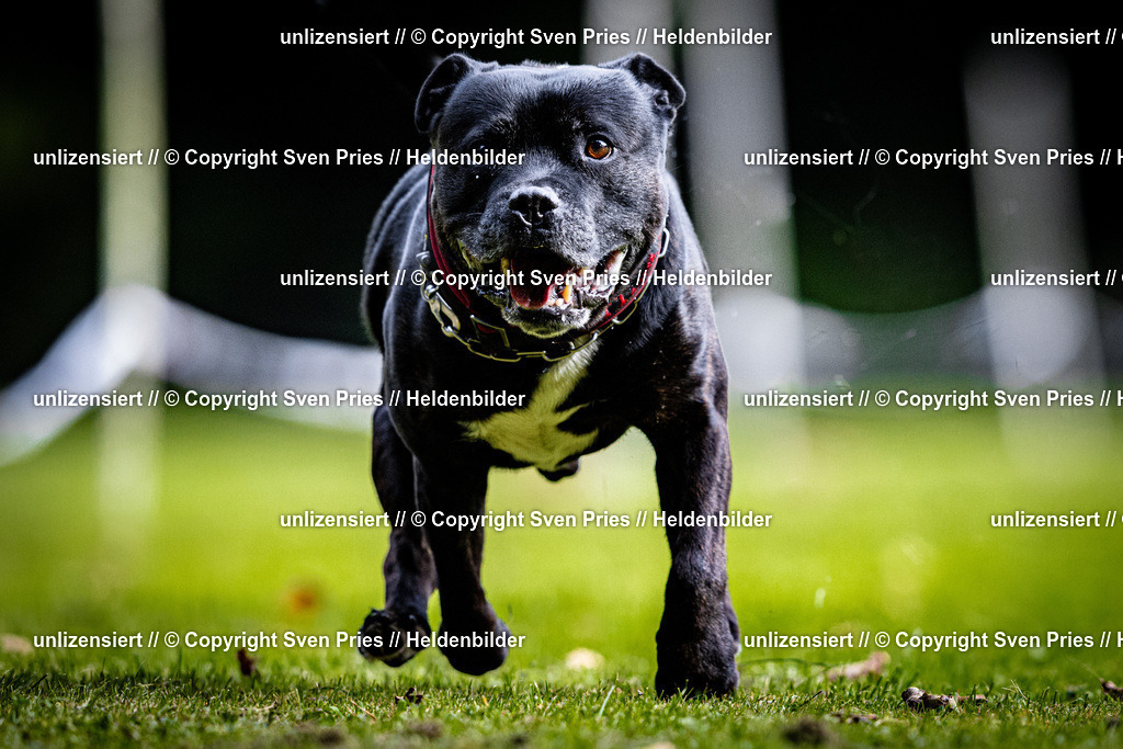 Sven Pries | 2025-10-03 - Hunderennen Obergrombach - Realisiert mit Pictrs.com