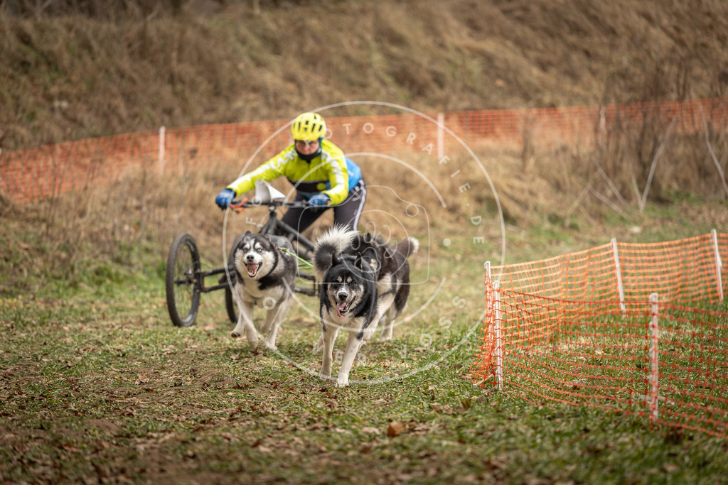Pfotenfotografie_DV3A8594 | Hundefotografie, Tierfotograf, Pfotenfotografie, Fotoshooting Hund, Hunde Portrait, Hundesport, Hundeportraits, Heideshooting, Hunde, Sportfotograf, Hundefotograf, Turnierhundsport, THS,  - Realisiert mit Pictrs.com