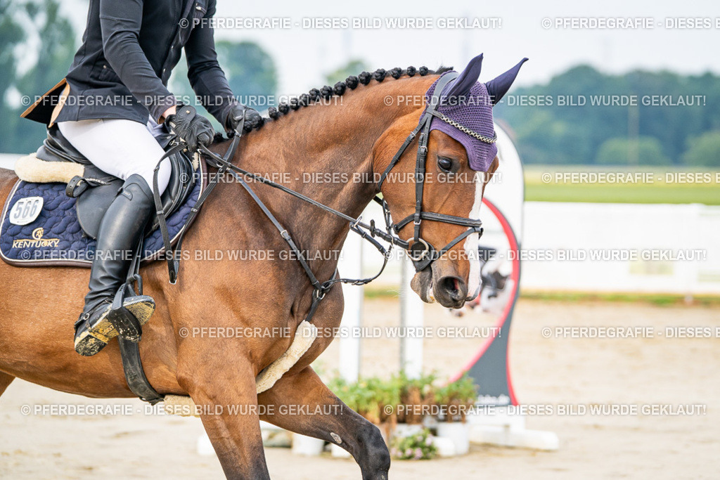 DSC08614 | Pferdegrafie