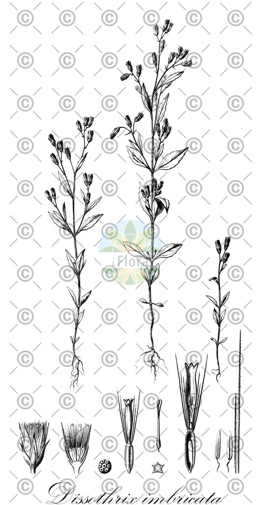 HistAbb_wfo-0000159517_1_ENZY_Simple | Historische Abbildung von Dissothrix imbricata - Asteraceae | Historical Illustration of Dissothrix imbricata - Asteraceae