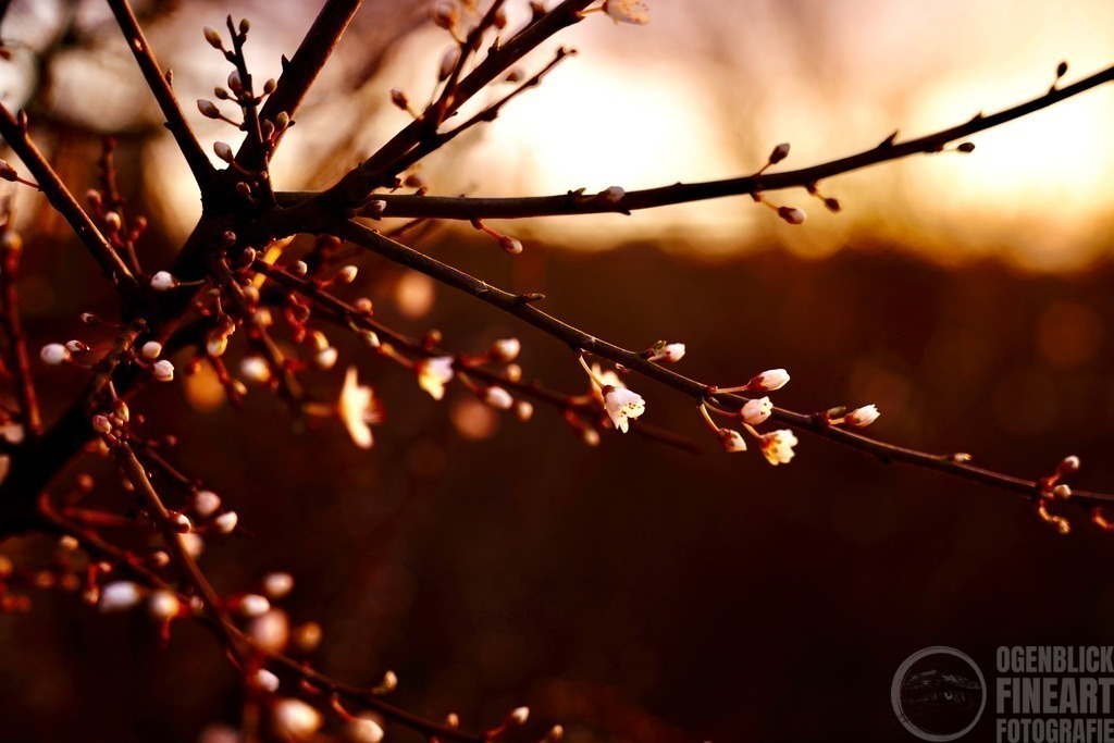 DSC00857 | Björn Thiemann; Ogenblick.de; Fotografie; Photograph; Landscape, Pellworm, Schleswig-Holstein; Inselfotograf; Inselfotografien; Wattenmeer; National-Park; Naturschutzgebiet; Leuchtturm; Lighthouse; Leinwandbilder; Kalender; Pellworm Kalender;  - Realisiert mit Pictrs.com