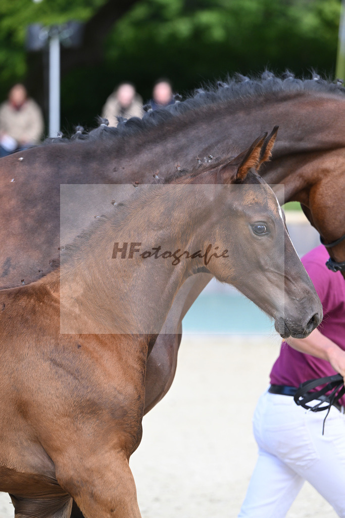Fohlenauktion Next Chance_49220072 | hf-fotografie - Realisiert mit Pictrs.com