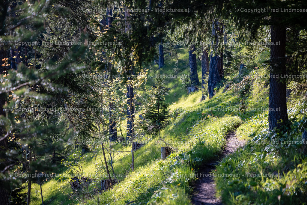 Erlaufsee 02062021-5580 | Fotos und Fotoprodukte - Realisiert mit Pictrs.com