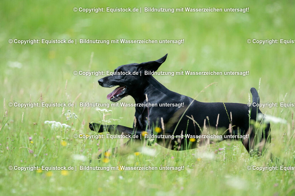 20210712_Spielender-Hund_0008 | Foto: Thomas Hartig