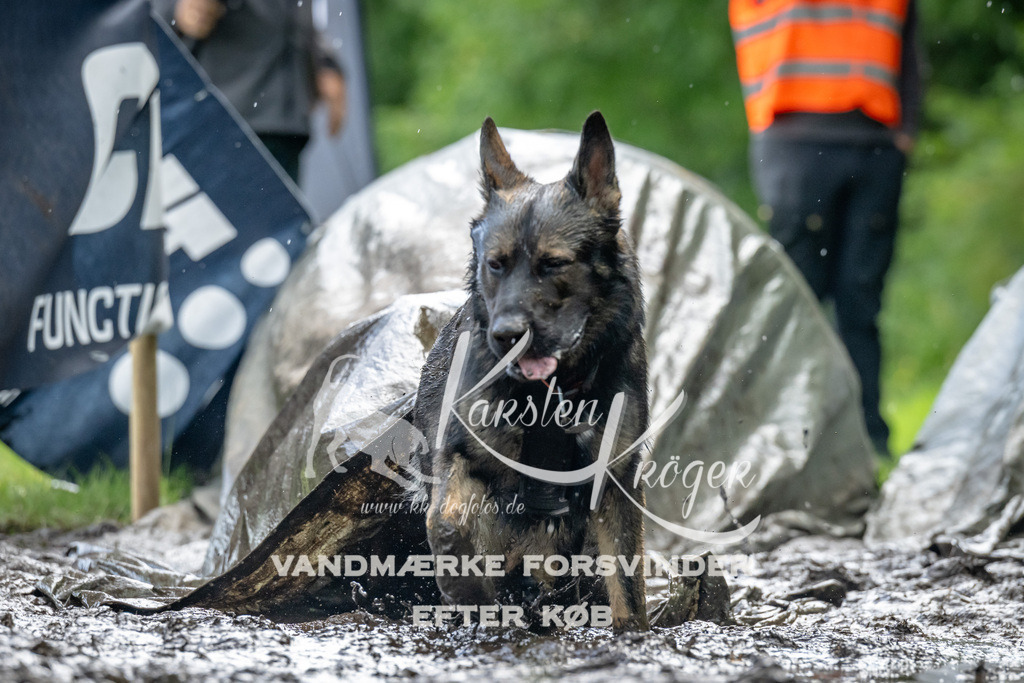 1147_ZZ94264 | kk-dogfotos