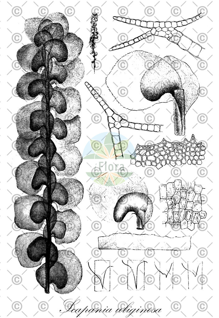 HistAbb_wfo-0000734154_1_ENZY_Simple | Historische Abbildung von Scapania uliginosa - Scapaniaceae | Historical Illustration of Scapania uliginosa - Scapaniaceae