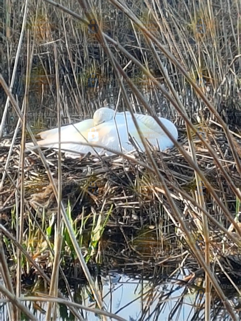 20220421_085552 | Fotoseite Wolkenblende - Das Hobby fotografieren begleitet mich schon  viele  Jahre. Auf den nächsten Seiten zeige ich ein paar Schnappschüsse der letzten Jahre und es kommen immer neue hinzu. Schau einfach mal rein. - Realisiert mit Pictrs.com