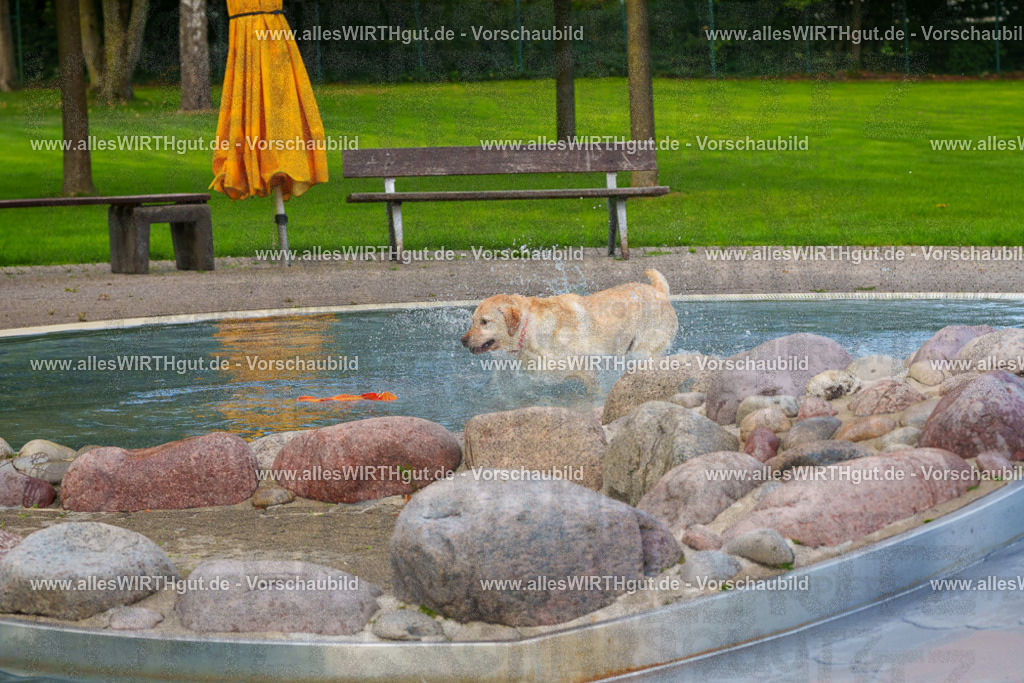 Hundeschwimmen_Grefrath_2026-allesWIRTHgut_Tierfotografie-09_37-FAY07686 | Professionelle Tierfotografie in Mönchengladbach von Daniel Wirth (allesWIRTHgut). Liebevolle & natürliche Bilder von Hunden & Katzen für unvergessliche Erinnerungen.
