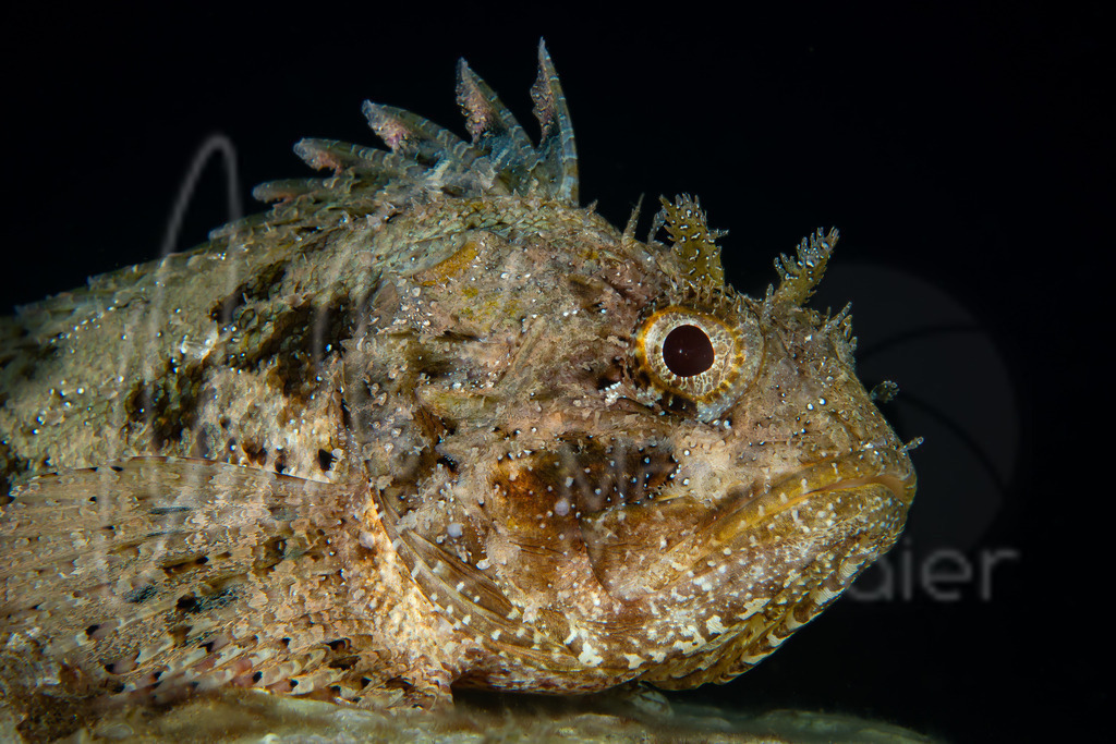 Scorpaena porcus | Drachenkopf /  Cast.: Rascacio, Cabra roquera;  Eng.: Black scorpionfish; Fra.: Rascasse brune - Realisiert mit Pictrs.com