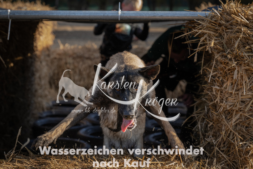 0945_ZZ94439 | kk-dogfotos