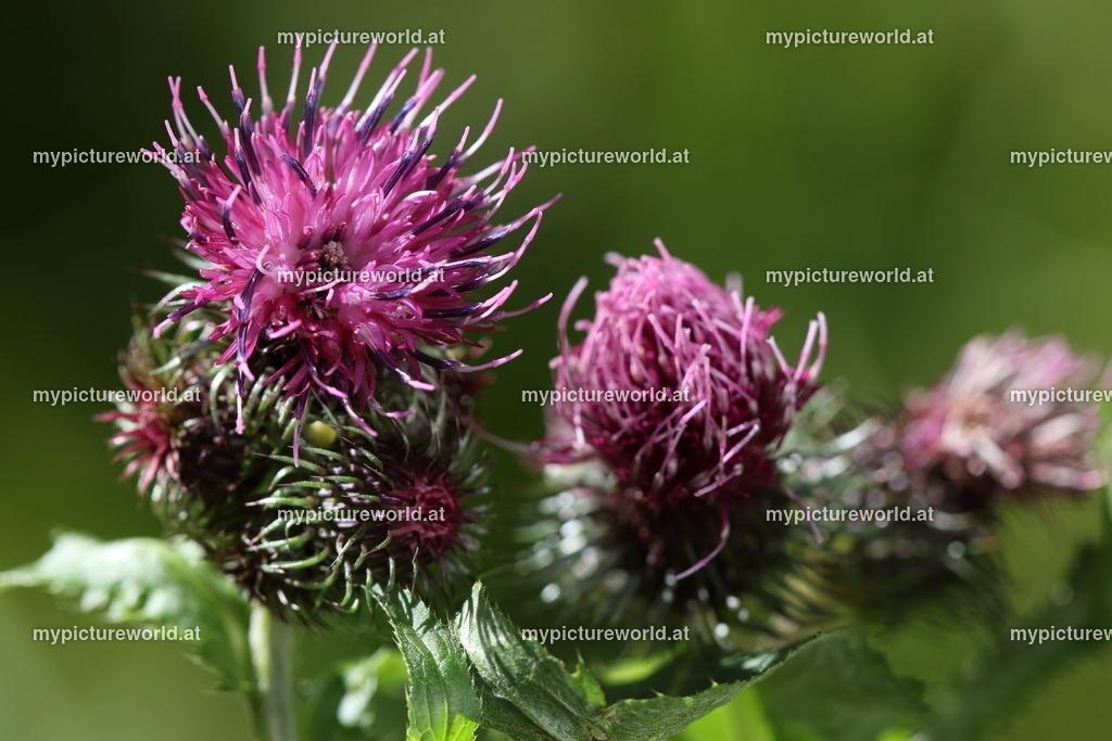 Kletten-Ringdistel-002 | Das Bilderarchiv über Tiere, Planzen und Landschaften. In der Bilddatenbank finden Sie ein große Auswahl an hochwertigen Bilder für Ihre Werbung - Realized with Pictrs.com