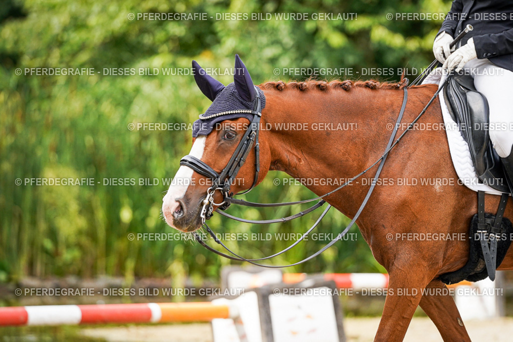 DSC06516 | Pferdegrafie