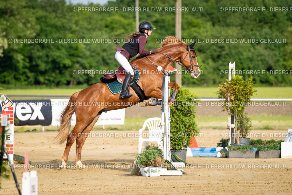 DSC02801 | Pferdegrafie