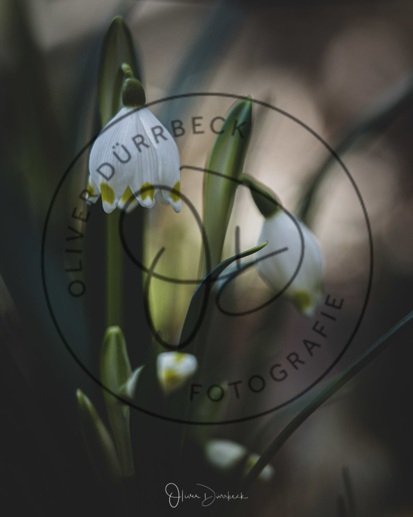 natur-pflanzen-14 | Shop für Kindergartenfotografie und andere Fotoprodukte von Oliver Dürrbeck Fotografie. - Realisiert mit Pictrs.com