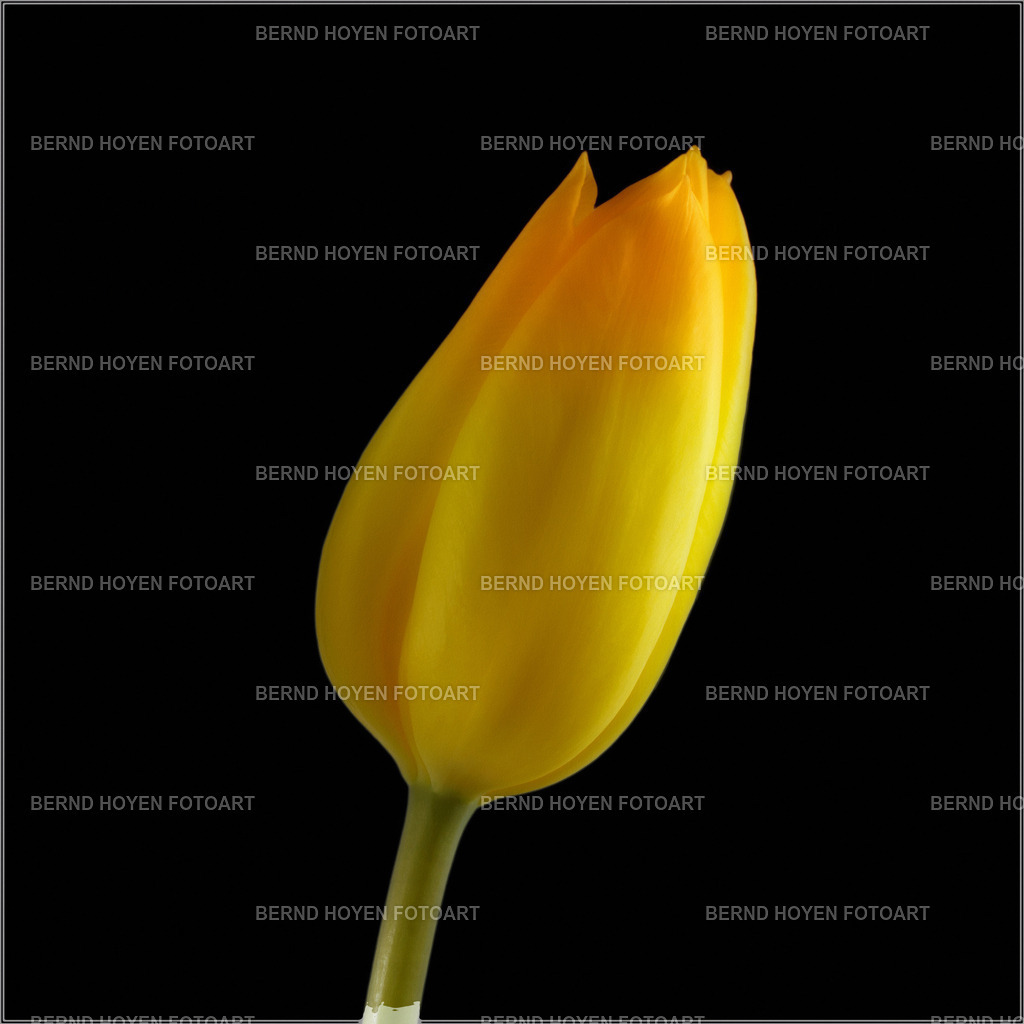 secretive beauty | Portrait einer Tulpe. Durch die nachträgliche Bildbearbeitung der Nahaufnahme entstand ein malerischer Effekt. | Portrait of a tulip. A painterly effect was created by subsequently editing the close-up. - Realisiert mit Pictrs.com