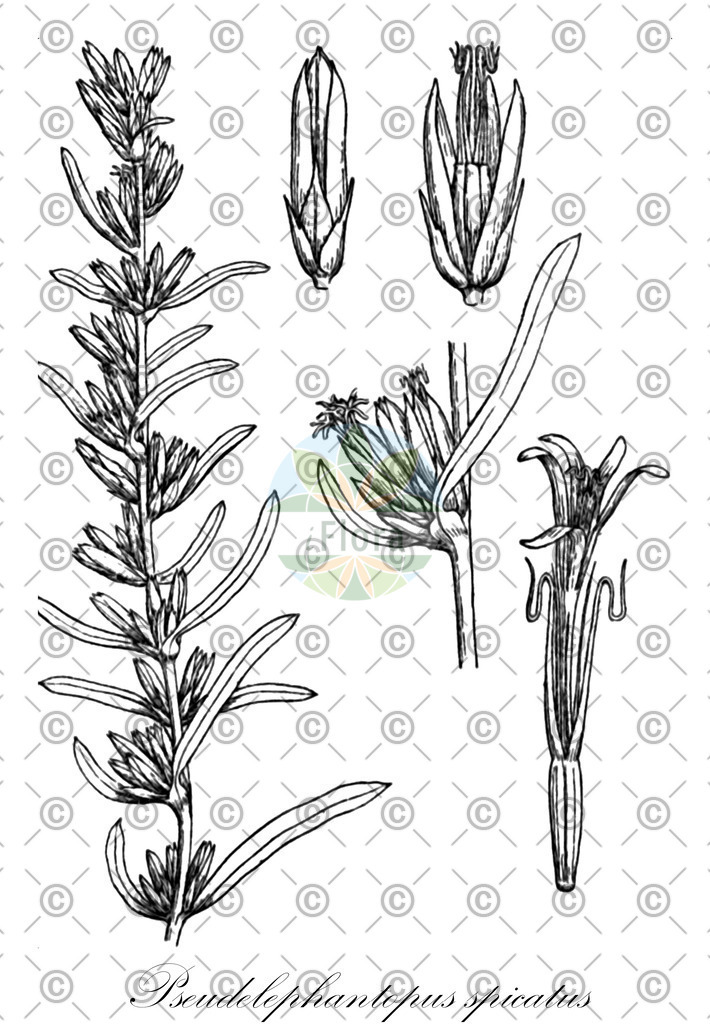 HistAbb_wfo-0001041443_1_ENZY_Simple | Historische Abbildung von Pseudelephantopus spicatus - Asteraceae | Historical Illustration of Pseudelephantopus spicatus - Asteraceae