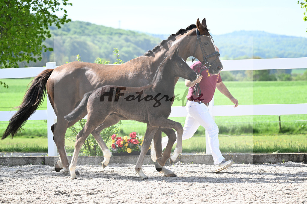 Kat-Nr. 39 HF Sebastino PS x Fuerstano_Heilemann_23260238 | hf-fotografie - Realisiert mit Pictrs.com