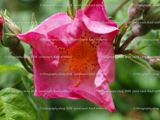 P6080275-titusgraphy-vz | Fotokunstarbeit aus der INSTAGRAM-Gallerie auf titusgraphy.eu - Realisiert mit Pictrs.com