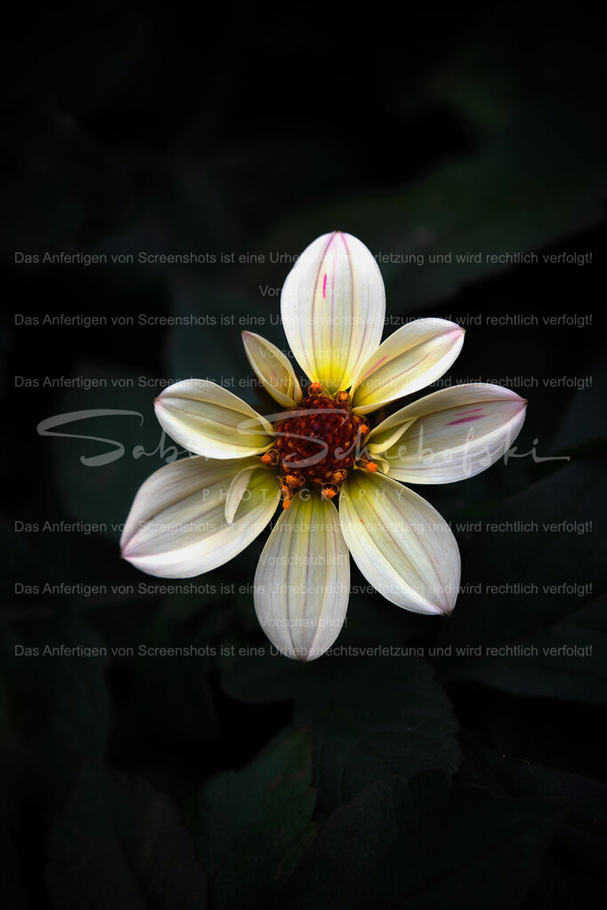 Wandbild Dahlie | People- und Tierfotografie, Imageaufnahmen, Veranstaltungsfotografie und Wandbilder aus der Natur ★ Made in Germany ✔️ Druck + Downloads ✔️ Naturfotografie in Top Qualität ★ schneller Versand, weltweite Lieferung! - Realisiert mit Pictrs.com