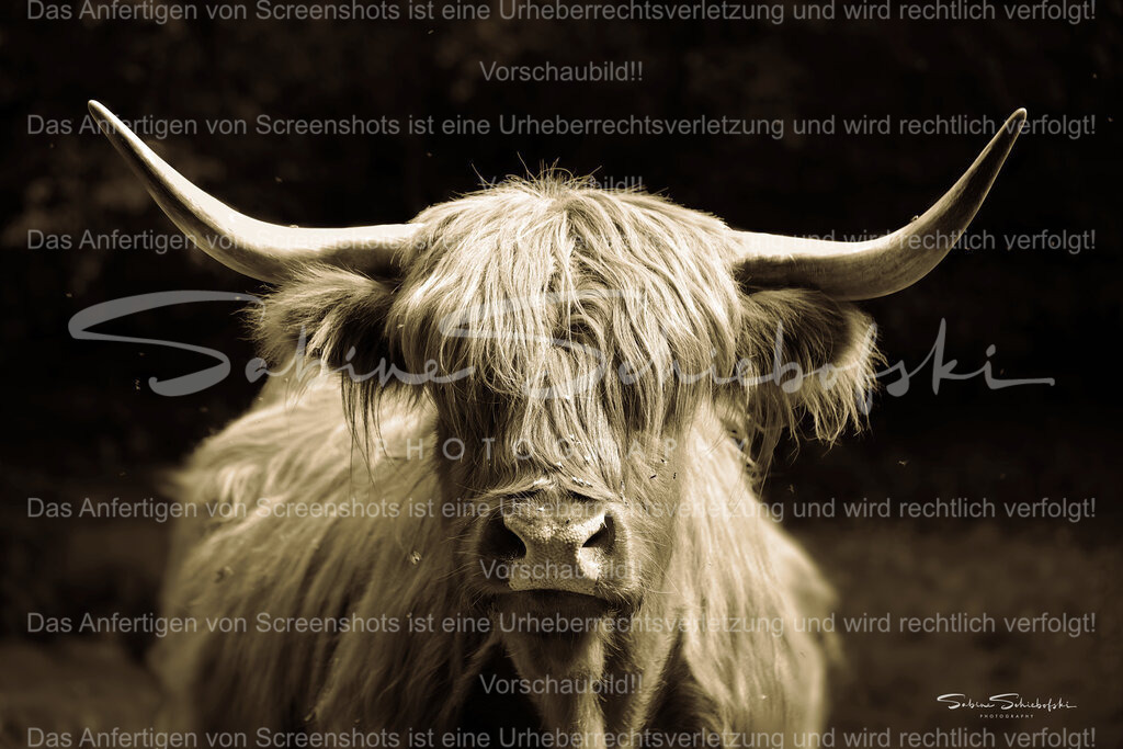 Highlander | Ein Highlanderrind mit ausladenden Hörnern schaut frontal in die Kamera - Realisiert mit Pictrs.com